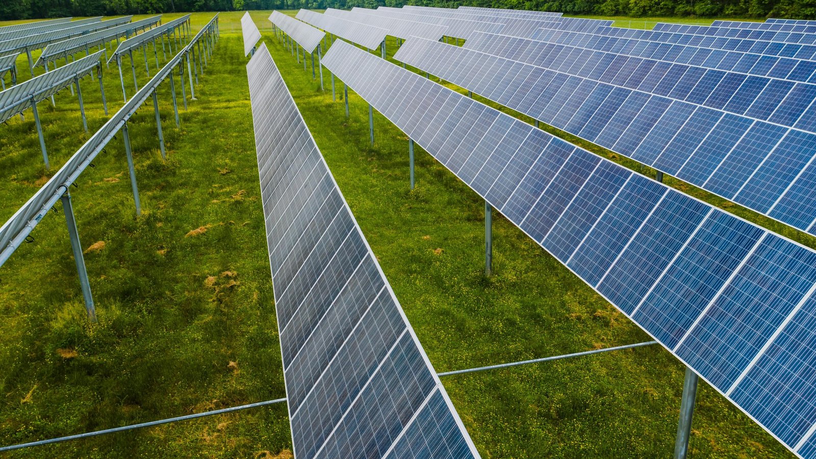 Rows of solar panels installed on green grass under clear daylight.